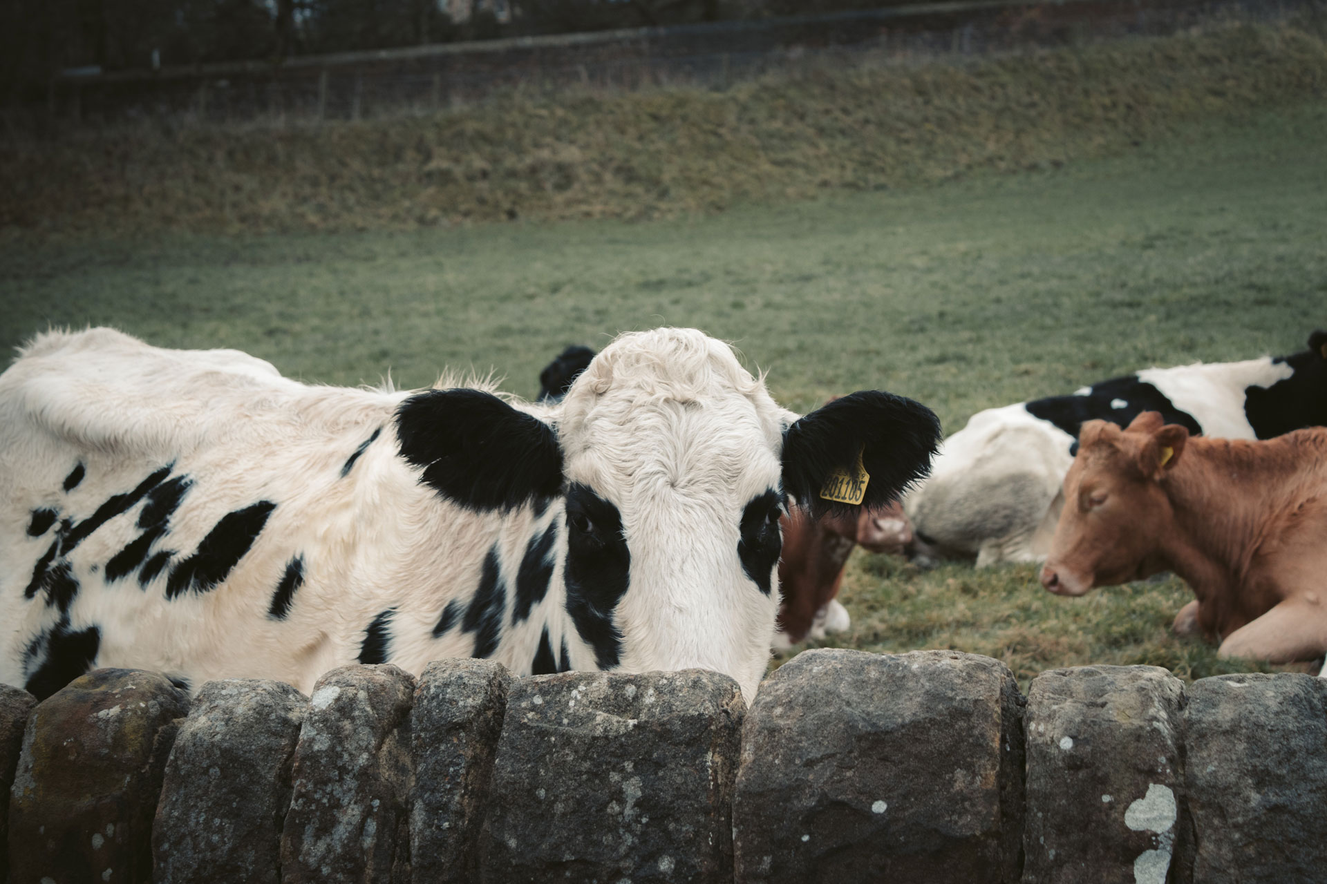 Dairy-Herd